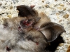 Rhinolophus hipposideros