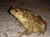 Bufo spinosus