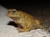 Epidalea calamita (Laurenti, 1768)