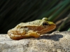 Pelophylax perezi