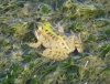 Pelophylax perezi Pelophylax perezi