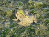 Pelophylax perezi