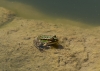 Pelophylax perezi