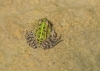 Pelophylax perezi Pelophylax perezi