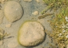 Pelophylax perezi Pelophylax perezi