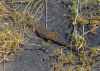 Pelophylax perezi Pelophylax perezi