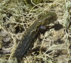 Pelophylax perezi Pelophylax perezi