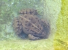 Pelophylax perezi