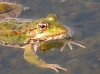 Pelophylax perezi