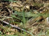 Pelophylax perezi Pelophylax perezi