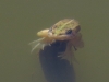 Pelophylax perezi