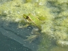 Pelophylax perezi