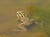 Pelophylax perezi Pelophylax perezi