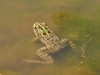 Pelophylax perezi