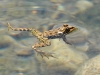 Pelophylax perezi Pelophylax perezi