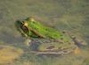 Pelophylax perezi