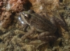 Pelophylax perezi