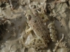Pelophylax perezi Pelophylax perezi