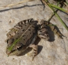 Pelophylax perezi Pelophylax perezi