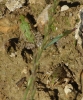 Pelophylax perezi Pelophylax perezi