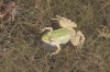 Pelophylax perezi