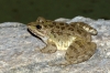 Pelophylax perezi