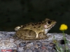 Pelophylax perezi