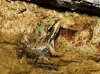 Pelophylax perezi Pelophylax perezi
