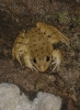 Pelophylax perezi Pelophylax perezi