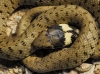 Natrix astreptophora (López-Seoane, 1884)