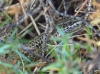 Podarcis hispanica Podarcis hispanica