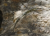 Podarcis liolepis
