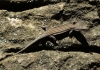 Podarcis hispanica Podarcis hispanica