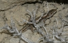 Podarcis hispanica Podarcis hispanica