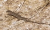 Podarcis hispanica Podarcis hispanica
