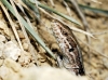 Podarcis muralis
