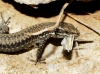 Podarcis muralis