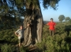 Juniperus thurifera