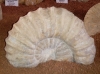 Ammonites