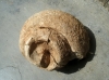 Gastropoda - Prosobranchia Gastropoda - Prosobranchia
