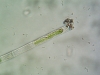 Mougeotia sp. Mougeotia sp.