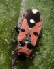 Horvathiolus syriacus Horvathiolus syriacus